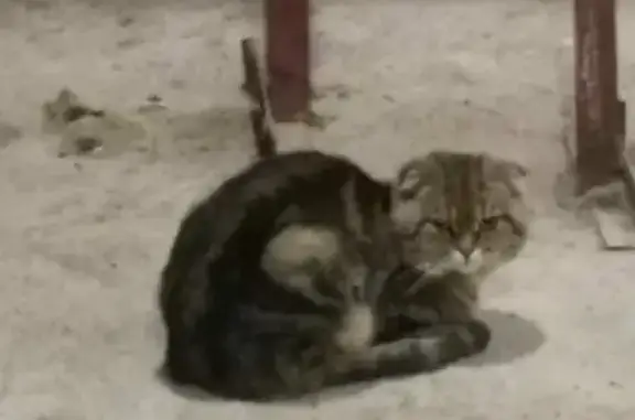 Кошка найдена на Добровольцев, 10 к2, СПб.