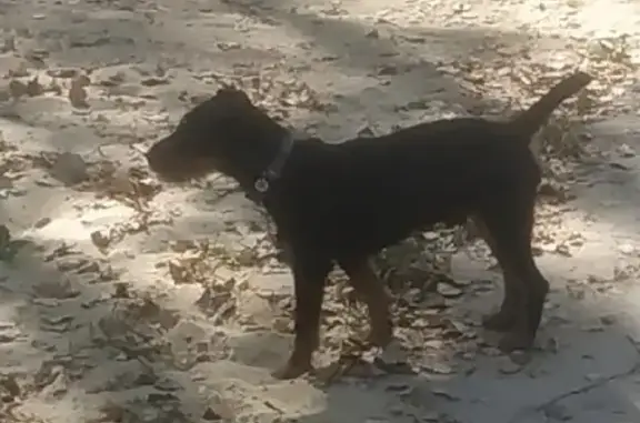 Пропала собака в Заречном, помогите найти!