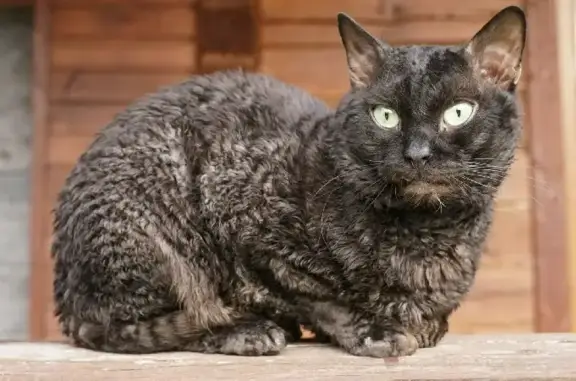 Пропала кошка Уральский рекс на даче в Владимирской области