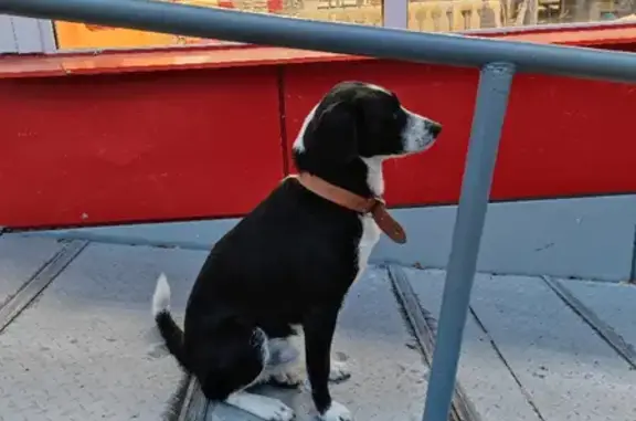 Собака ищет хозяев около Магнита на Центральной улице, 6
