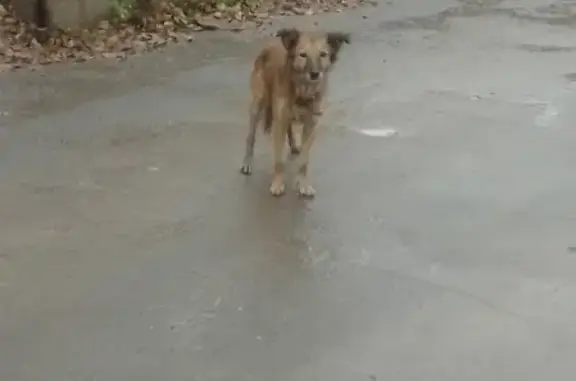 Собака найдена на кладбище в Ростове-на-Дону, улица Добровольского.