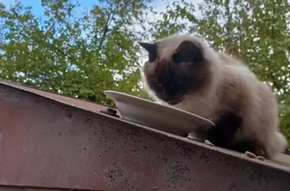Найден породистый кот, адрес: ул. Ленина, 231, Шахты