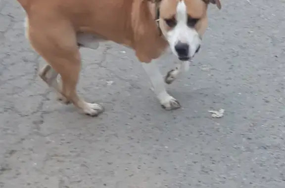 Найдена собака в Волжском, адрес: Абрикосовая улица, 48