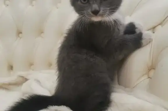 Найден серый котенок у магазина Магнит на Заречной
