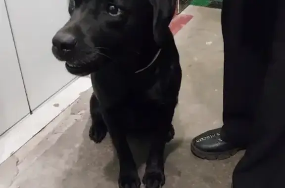 Найдена ласковая собака на пр. Ветеранов, чёрный окрас, с чипом