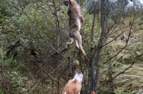 Собаки потеряшки, Тверь, фото: Потеряшка собака Бой в Архангельском сельском поселении