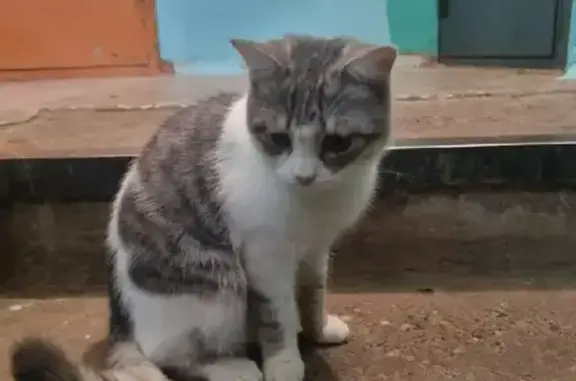Найдена больная кошка на ул. Самолётная, 99, Оренбург