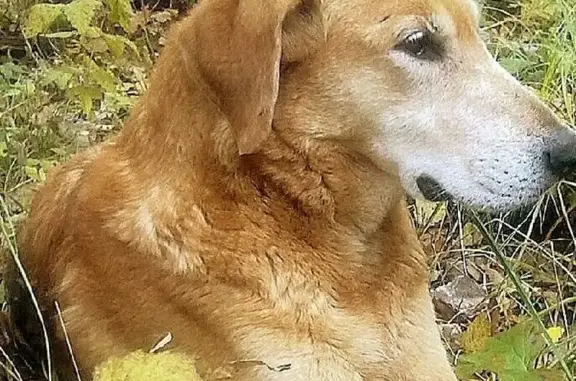 Пропала собака Вулкан, 89234845735, Кемеровская область