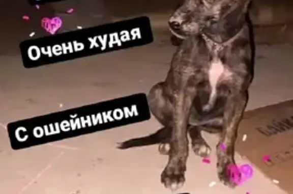 Найдена собака на Вокзальной улице, Соль-Илецк
