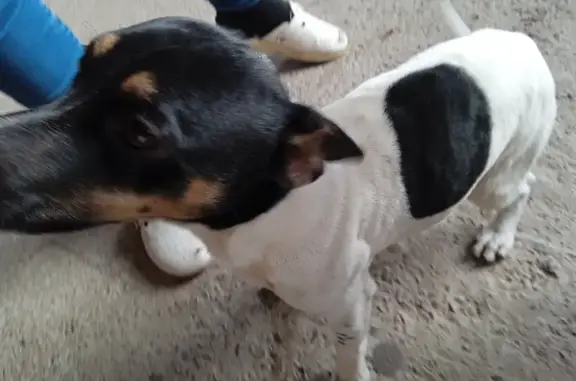 Найдена собака на улице Сартичала, Нижняя Карталиния