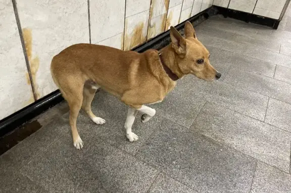 Найдена собака Малыш на Ленинском проспекте