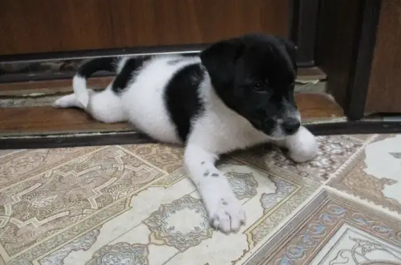 Срочно ищем хозяев для доброго щенка на Лежневской, Иваново