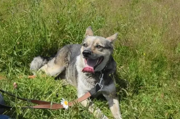 Пропала собака в Иваново, район Нежданово!