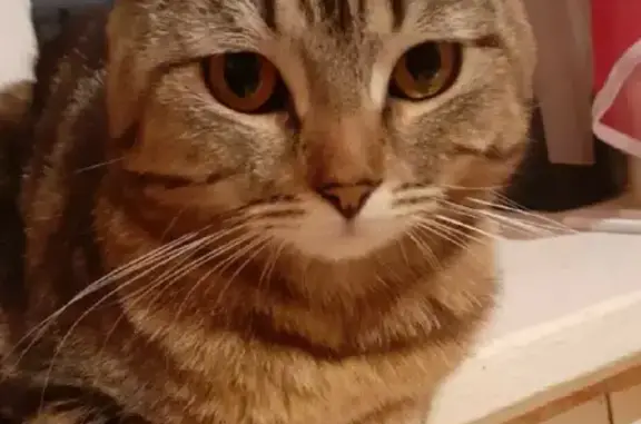 Кошки потеряшки, Петропавловский район, фото: Потеряшка кот Бася на пр. Революции, Павловск.