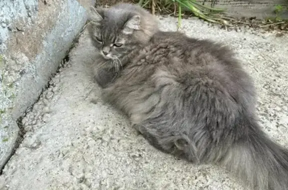 Пропала кошка Маша на улице Фрунзе, 14