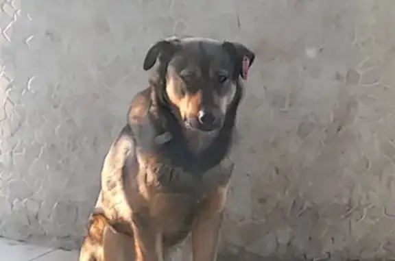 Собака Бим найдена возле магазина Продмикс на Коханского 14 в Чите.