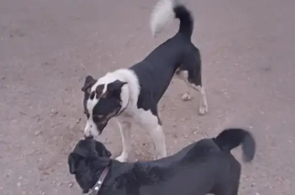 Найдена белая собака с ошейником в Демихово