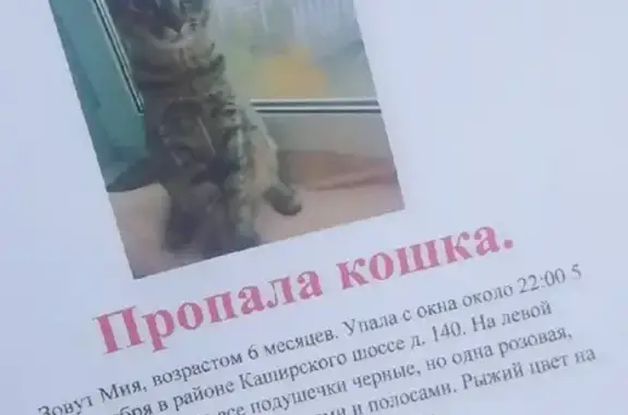 Пропала кошка Мия на Каширском шоссе, 140, Москва