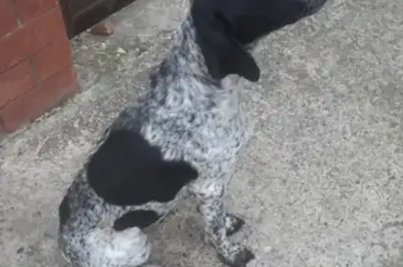 Собака найдена на Центральной, 34 в Науменкове