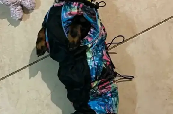 Собаки потеряшки, Санкт-Петербург, фото: Потеряшка собака на Глухой Зелениной, вознаграждение