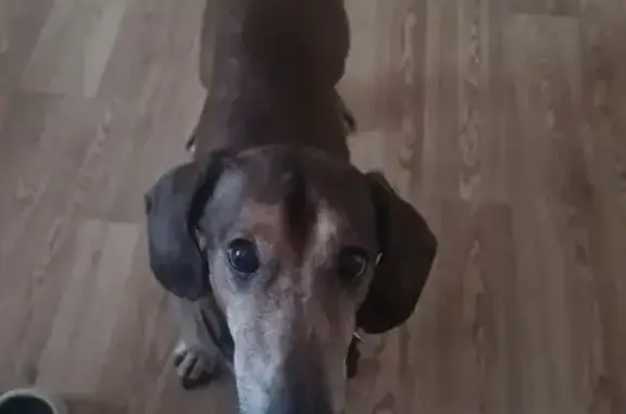 Собака Такса найдена на улице Ленина, 88 в Костроме.