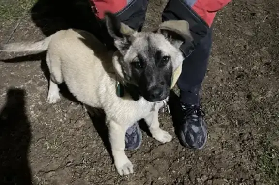 Найден щенок-овчарка, ищем хозяев в Московской области