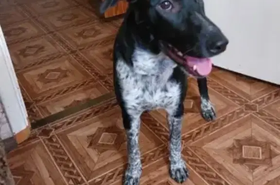 Найдена собака на ул. Адмирала Нахимова, Нижний Новгород