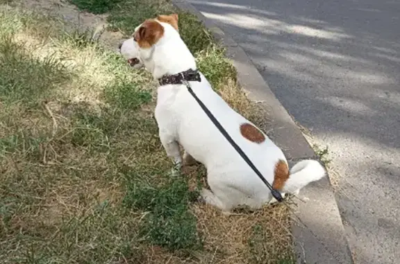 Собаки потеряшки, Казань, фото: Потеряшка Джек Рассел терьер Бадди, ул. Космонавтов, 10