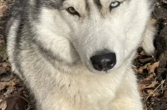 Найдена собака возле Магнита на Краснознаменной, Орск