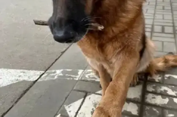 Найдена собака на Молодёжном проспекте, Нижний Новгород