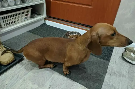 Найденные животные Набережные Челны (Татарстан), фото: Найдена девочка такса в Набережных Челнах