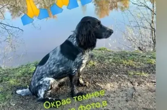 Пропала собака Рич на Советской улице, Болотное