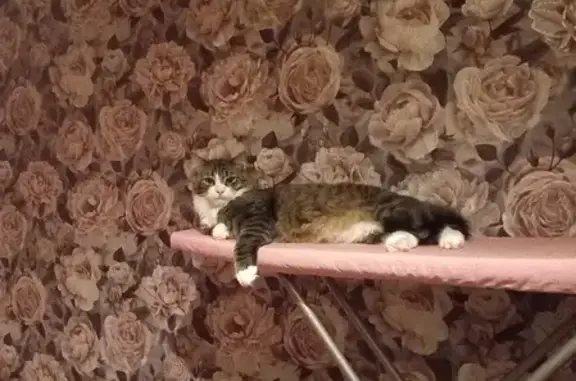 Пропала кошка на Пушкинской, Шушары