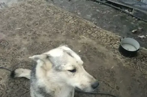 Найден пёс хаски в Тульской области