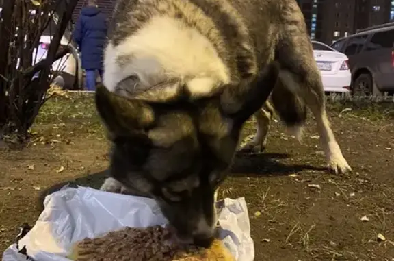 Собака найдена на Лермонтовском проспекте, Москва