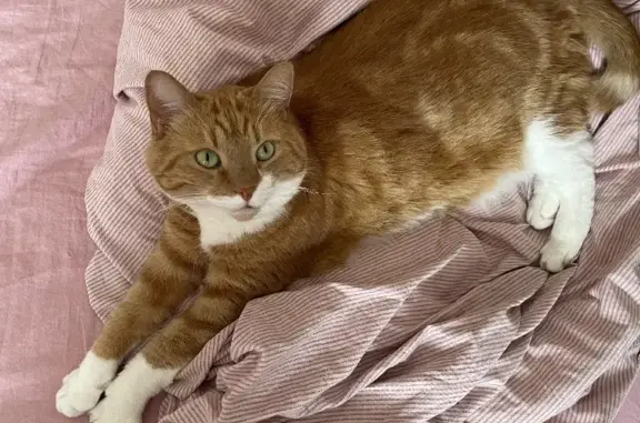 Кошки потеряшки, Санкт-Петербург, фото: Потеряшка кошка на улице Коллонтай, 11 к2, СПб