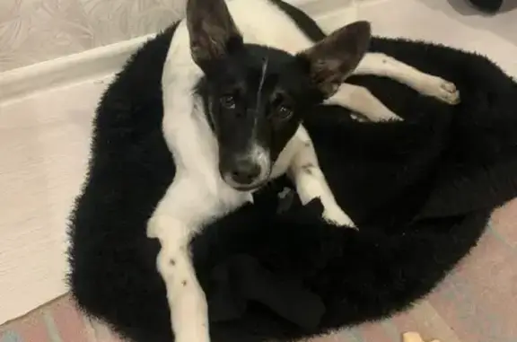 Собака Чёрно Белый найдена на Самарской, 21, Ульяновск