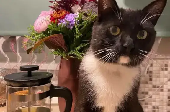 Кошки потеряшки, Москва, фото: Потеряшка кошка Лила без хвоста в Степановке (46Н-07957)