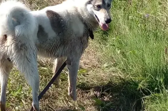 Пропала собака Сибирская лайка на ул. Дзержинского, Балахна