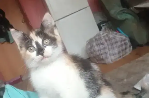 Потерянные животные Смоленск, фото: Пропала кошка на Витебском шоссе, д.16/2: Буся, трёхцветная, маленькая.