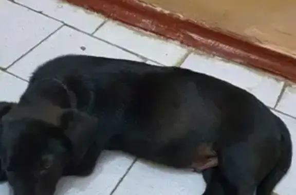 Найден черный щенок с ошейником на пр. Победы, 74А