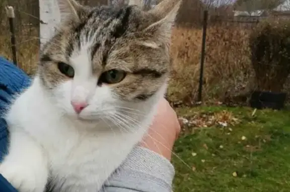 Найдена кошка в Талдомском р-не, СНТ Русь, возраст 2 года, бело-серо-полосатая.