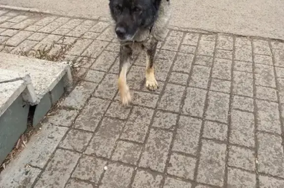 Собака с ошейником на улице Димитрова, 67, Барнаул