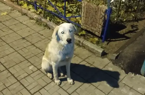 Собака на улице Никонова, 14Д, Белозерки.