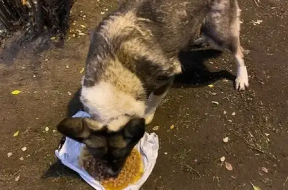 Найдена собака у метро Лермонтовский проспект