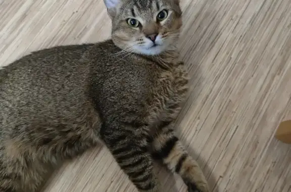 Кошка Метис найдена на Ланском шоссе 11.
