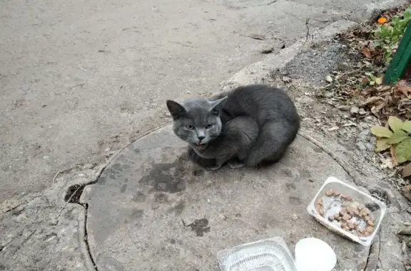Пропала кошка на улице Папина, 29 в Липецке