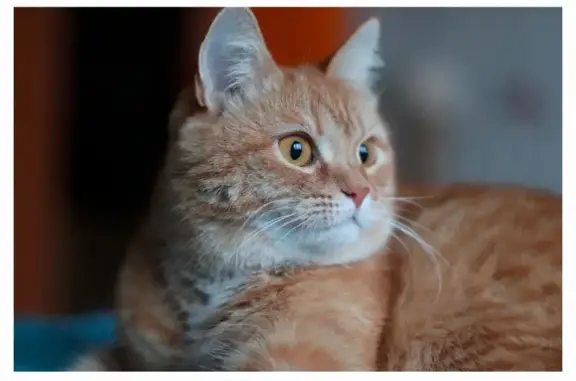 Кошки потеряшки, Санкт-Петербург, фото: Потеряшка кошка на улице Гладкова, 18 в Санкт-Петербурге