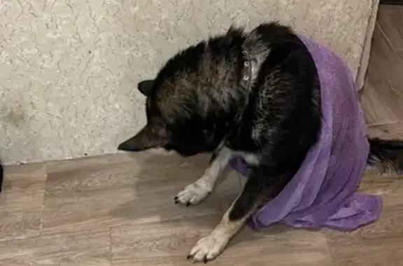 Найдена собака на Заречной улице, Мужской пол, черно-белый окрас