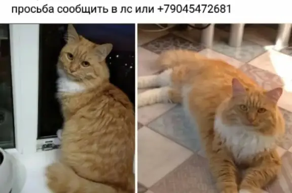 Пропала кошка на улице Емлина, 4 в Первоуральске
